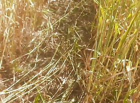 Desi daughter-in-law is walker round the wheat field round front of her father-in-law with her big ass with an increment of fingering her pussy.