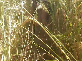 Desi daughter-in-law is walker round the wheat field round front of her father-in-law with her big ass with an increment of fingering her pussy.