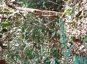 Indian Desi Inclusive Jungle Sexx - Viral MMS